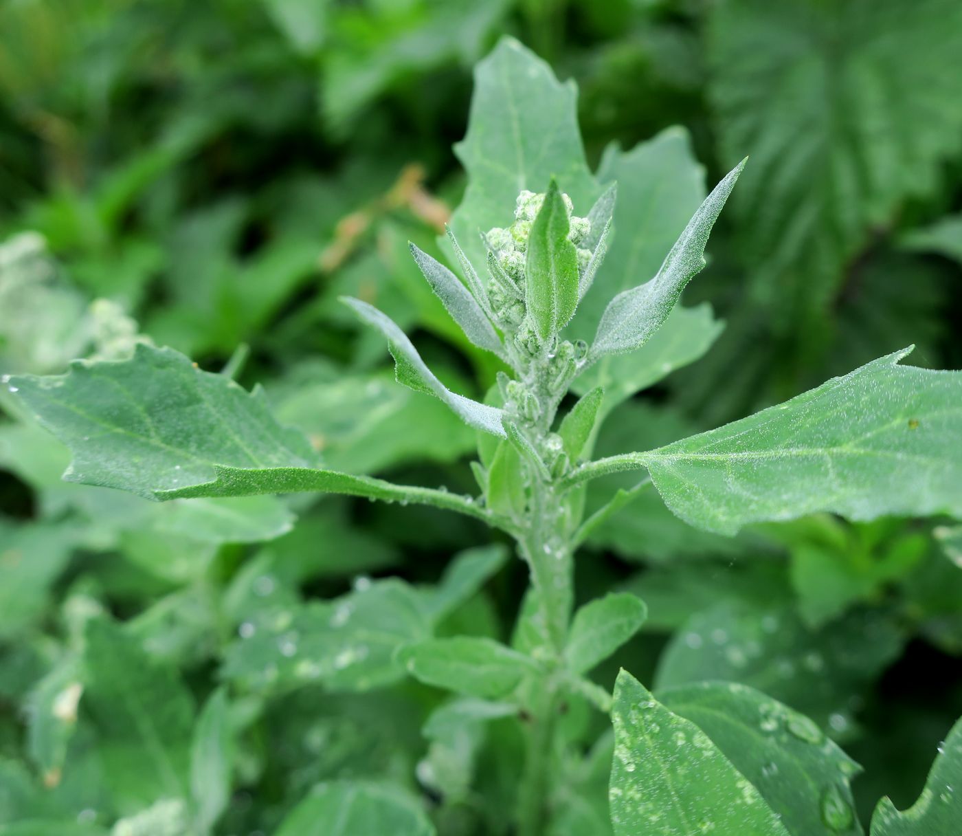 Image of Chenopodium album specimen.