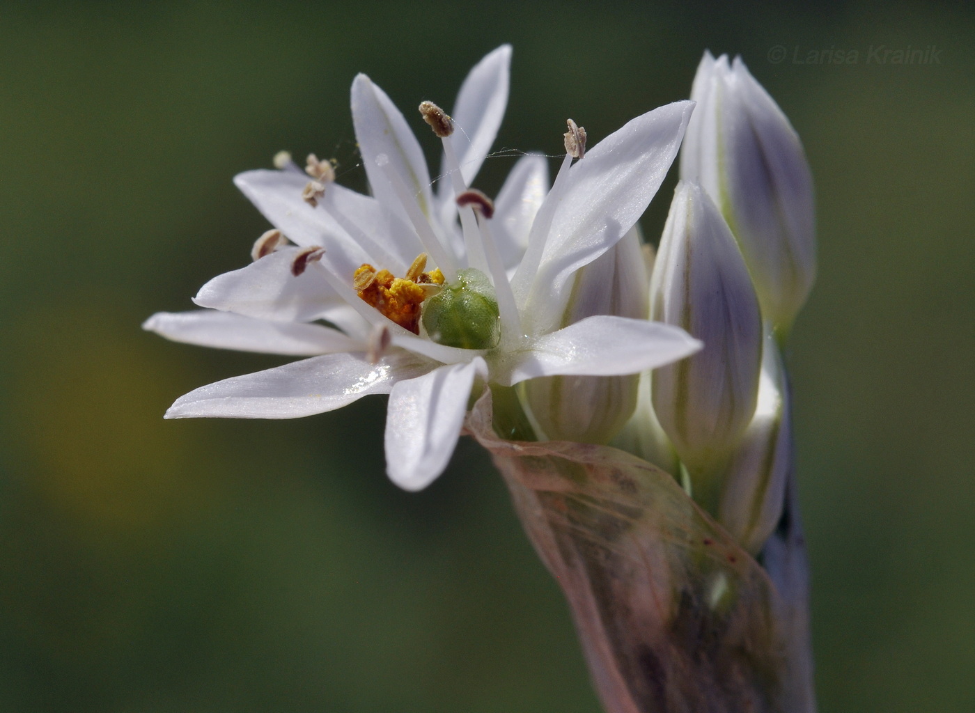 Image of Allium ramosum specimen.