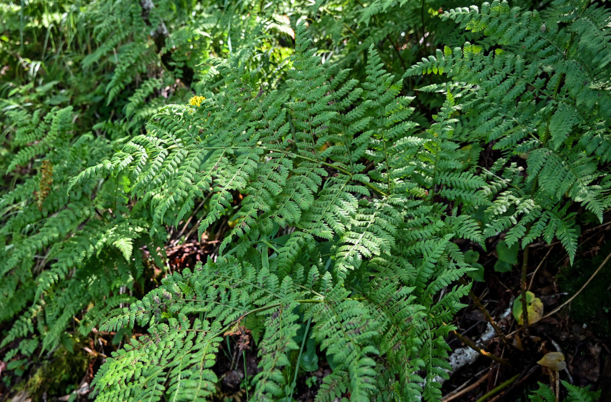 Image of Dryopteris expansa specimen.