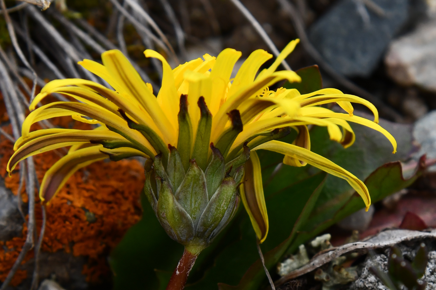 Изображение особи Taraxacum tianschanicum.