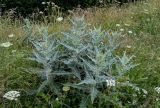 Cirsium argillosum