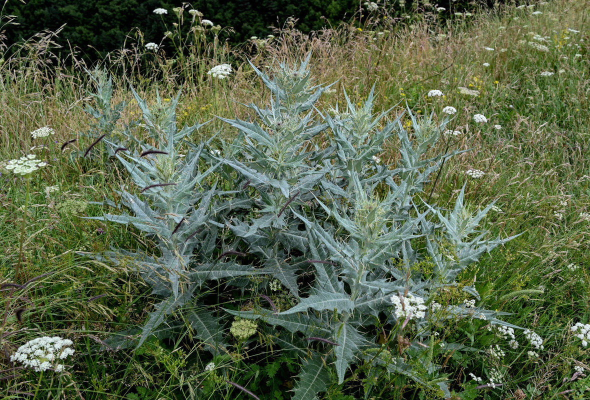 Изображение особи Cirsium argillosum.