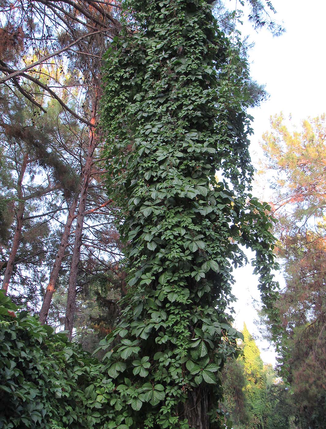 Image of Parthenocissus quinquefolia specimen.