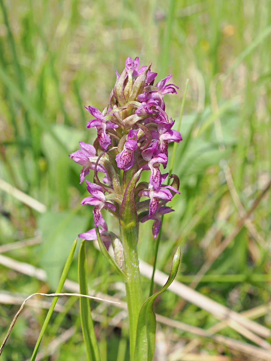 Изображение особи Dactylorhiza incarnata.