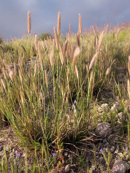 Image of Tetrapogon villosus specimen.