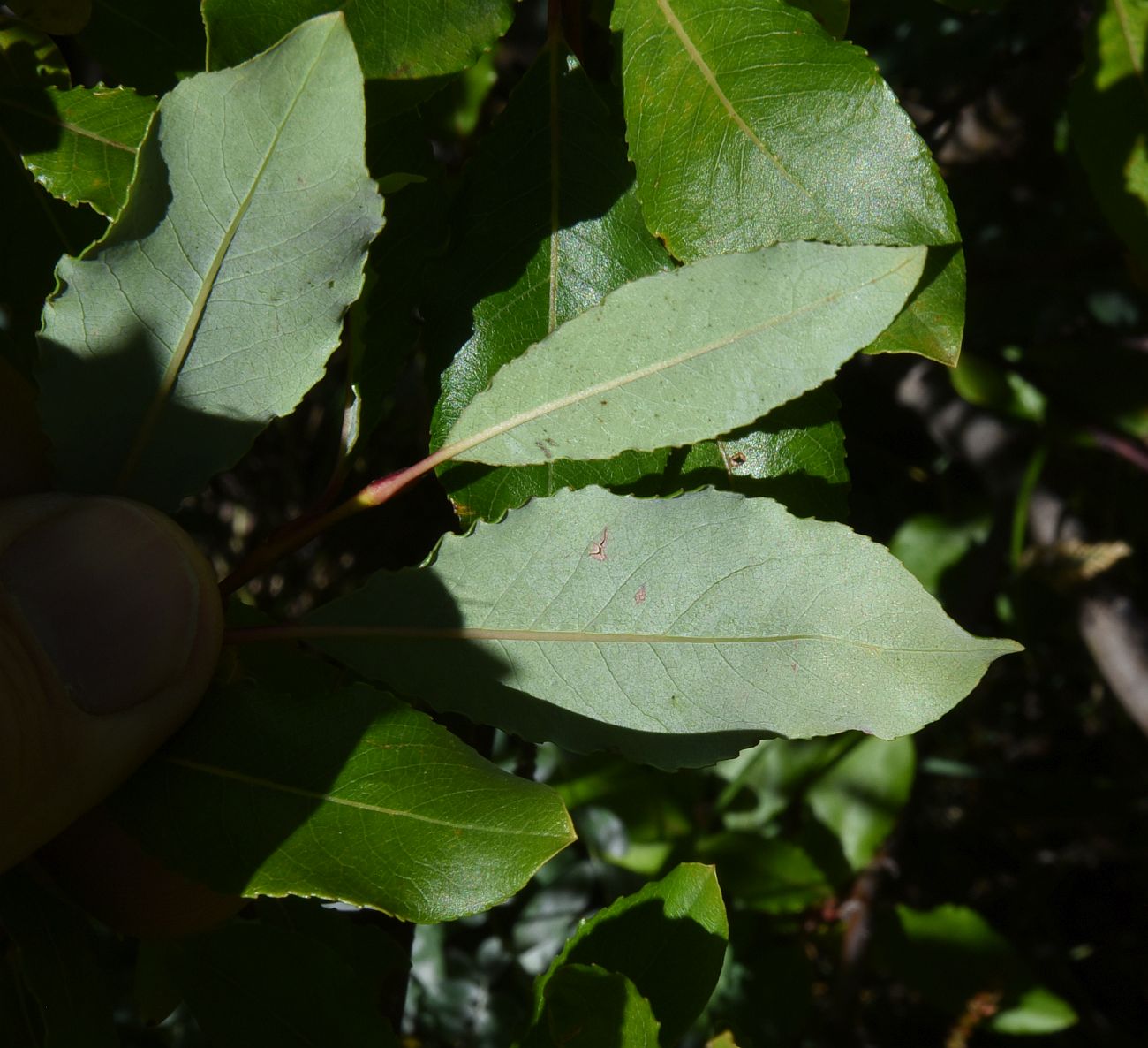 Изображение особи Salix caucasica.