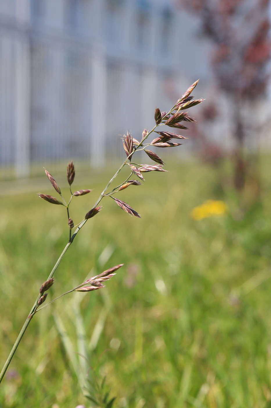 Изображение особи Festuca heteromalla.