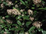 Skimmia japonica. Побеги с соцветиями. Нидерланды, Гронинген, в городском озеленении. 24 марта 2008 г.