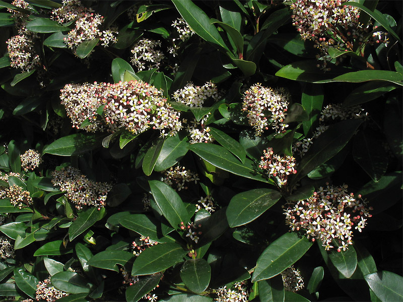 Image of Skimmia japonica specimen.