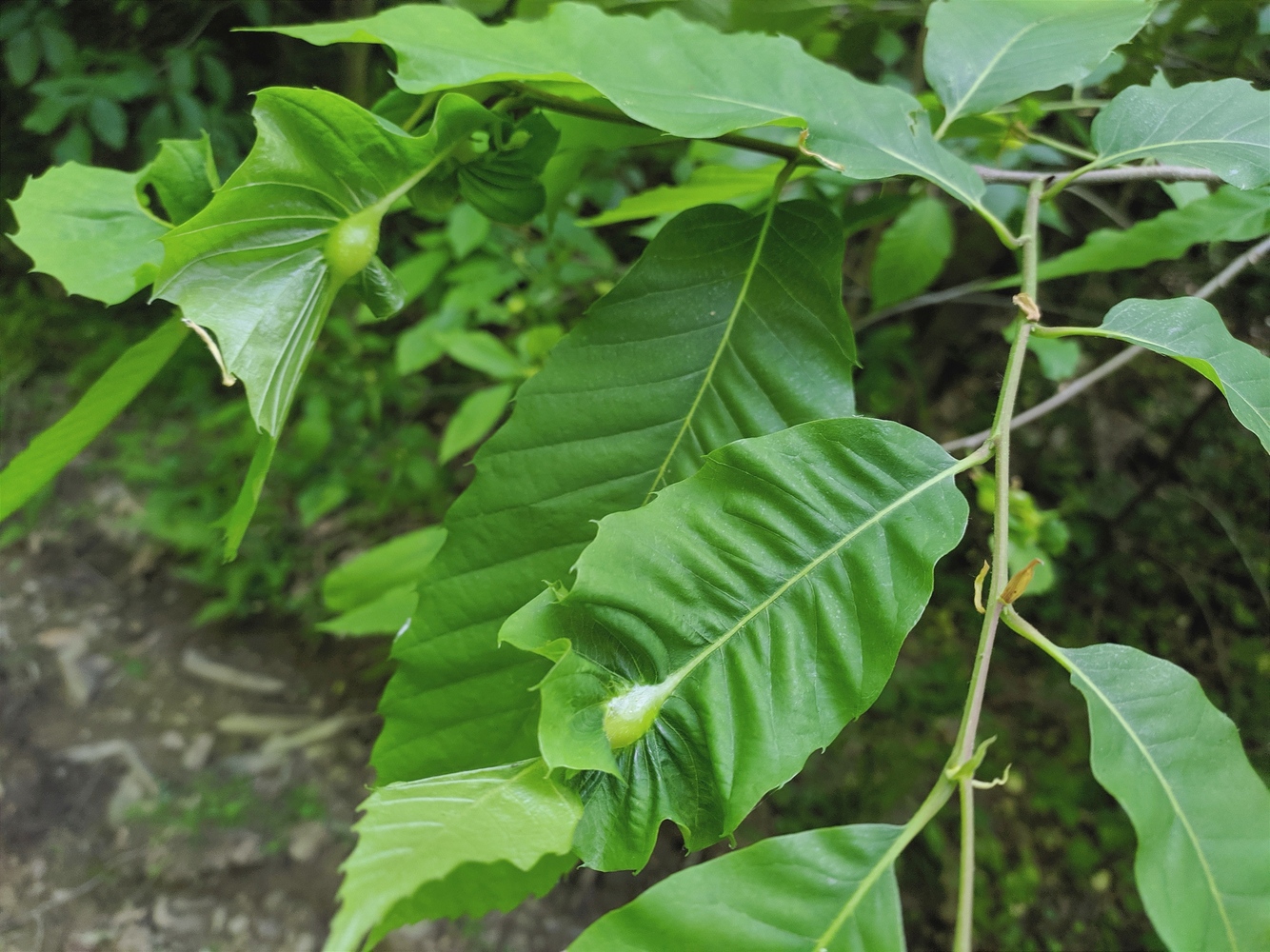 Image of Castanea sativa specimen.