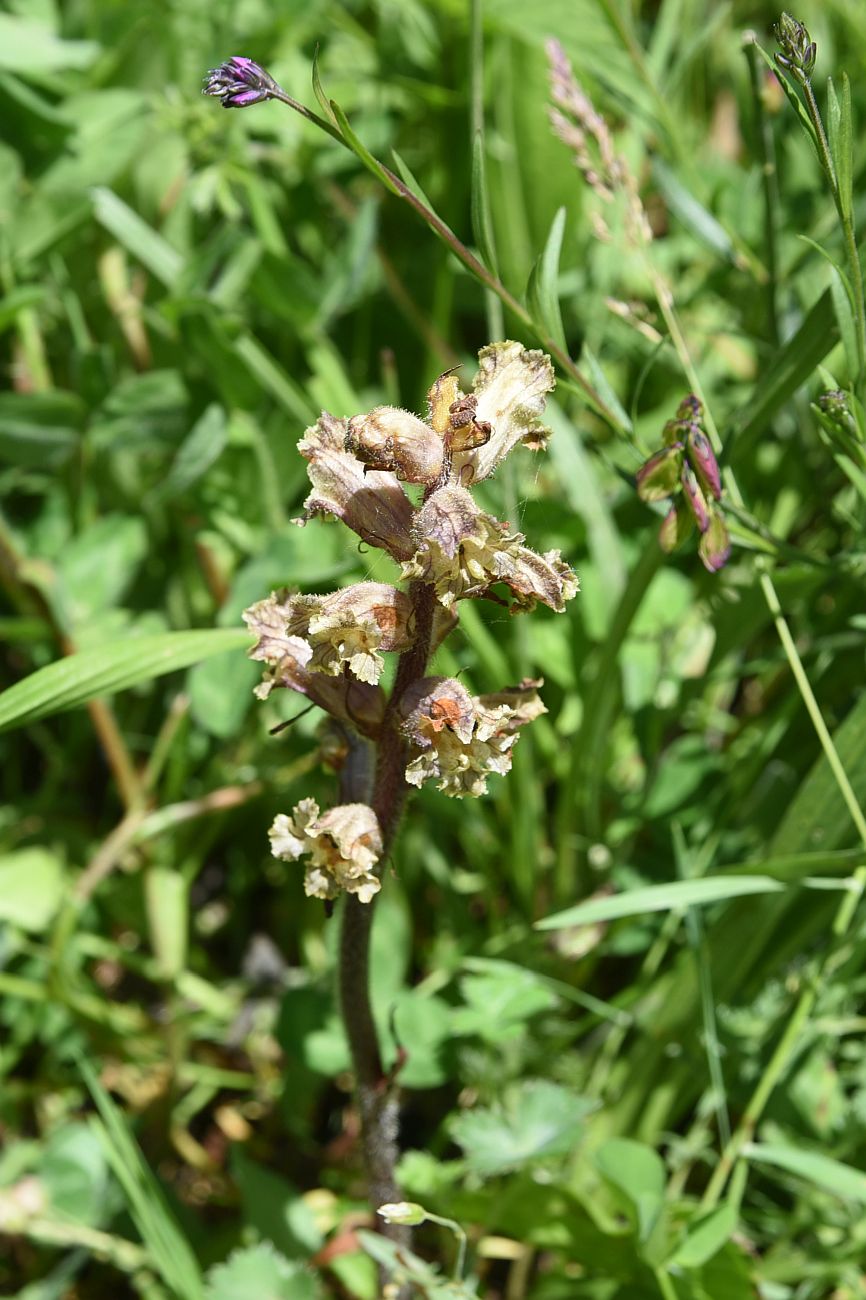 Image of Orobanche owerinii specimen.