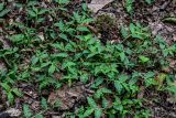 Oplismenus undulatifolius. Вегетирующие растения. Грузия, Имеретия, каньон Окаце, широколиственный лес. 15.06.2023.