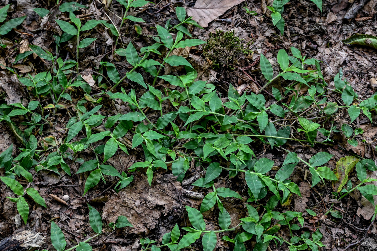 Изображение особи Oplismenus undulatifolius.