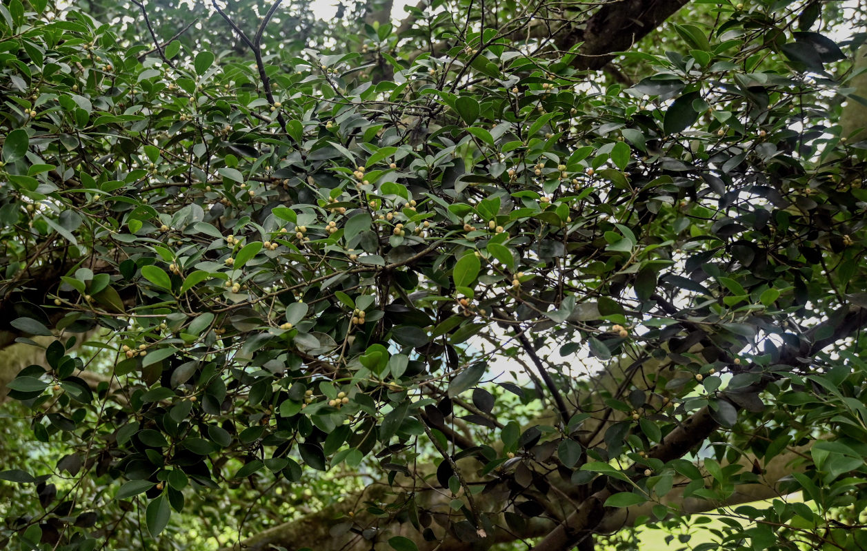 Image of Ficus microcarpa specimen.