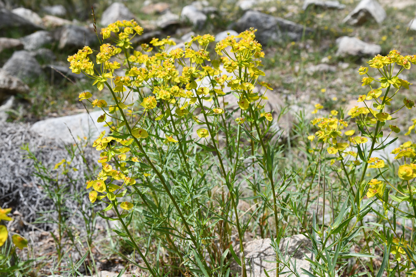 Image of Euphorbia jaxartica specimen.