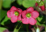 Oxalis tetraphylla. Цветки. Московская обл., Раменский р-н, окр. дер. Хрипань, садовый участок. 16.06.2024.