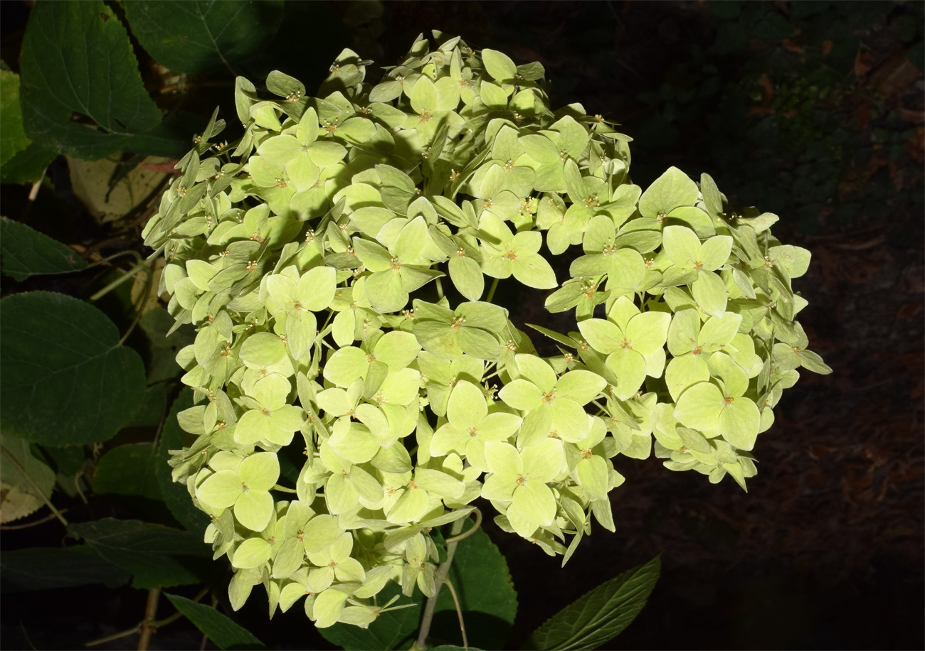 Image of Hydrangea arborescens specimen.