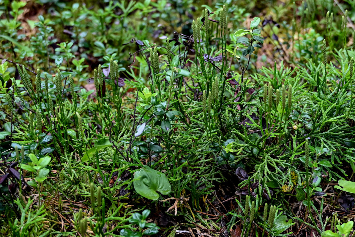 Изображение особи Diphasiastrum complanatum.