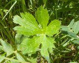 Ranunculus oreophilus. Прикорневой лист. Карачаево-Черкесия, Зеленчукский р-н, гора Джисса, ≈ 1600 м н.у.м., субальпийский луг. 14.06.2024.