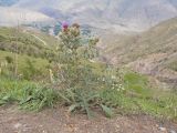 Cirsium szovitsii. Цветущее растение. Кабардино-Балкария, Черекский р-н, окр. с/п Верхняя Балкария, левый борт долины р. Хашхасу, ≈ 1800 м н.у.м., задернованная мелкощебнистая россыпь. 31.07.2024.