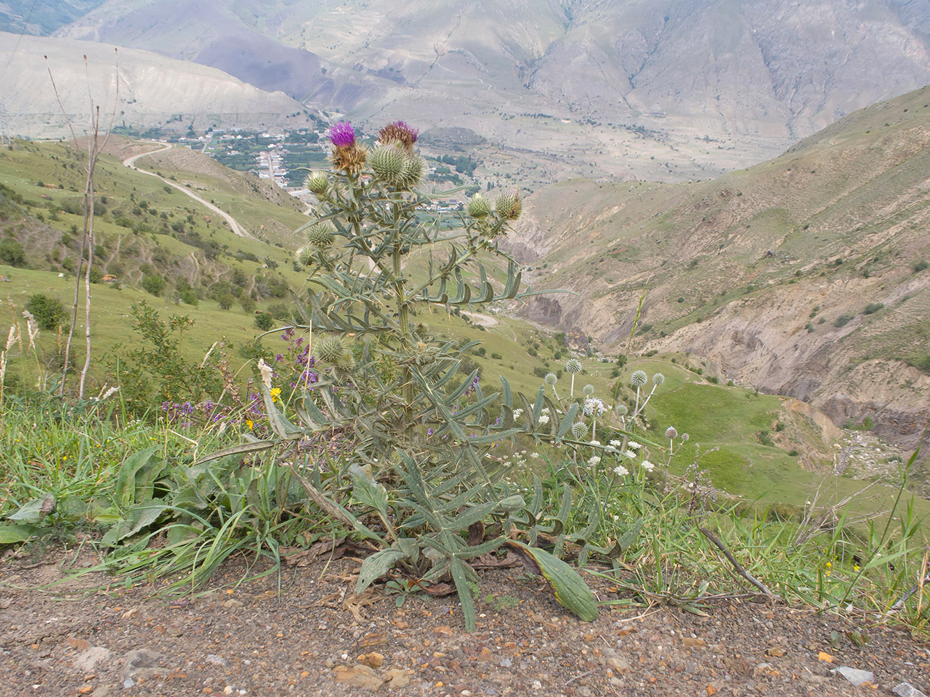 Image of Cirsium szovitsii specimen.