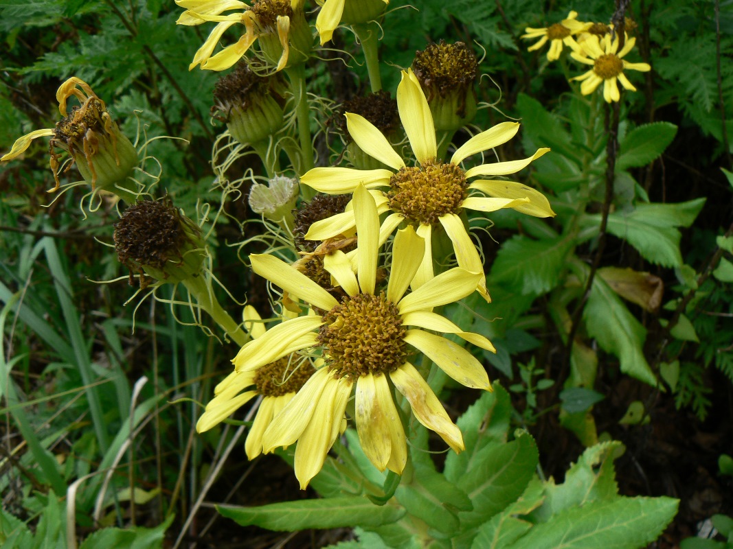 Image of Senecio pseudoarnica specimen.