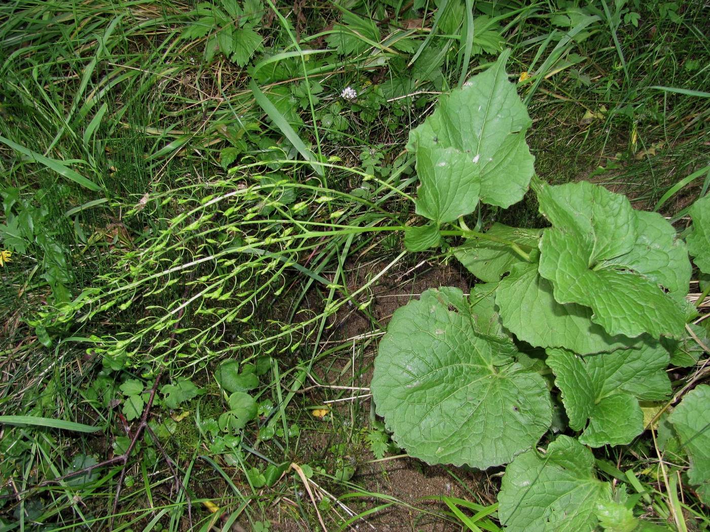 Image of Eutrema cordifolium specimen.