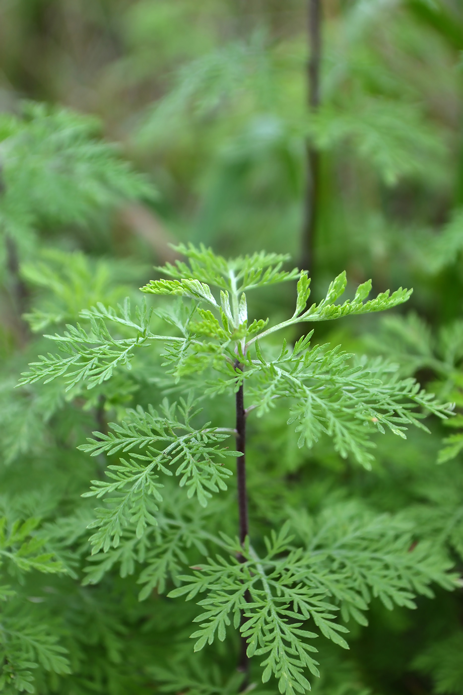 Изображение особи Artemisia abrotanum.