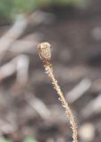 Papaver microcarpum. Сухой плод. Камчатский край, Елизовский р-н, подножие вулкана Авачинская сопка, шлаковое поле. 11.08.2024.