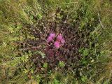 Cirsium esculentum. Цветущее растение. Бурятия, южное побережье оз. Гусиное, 10 августа 2005 г.