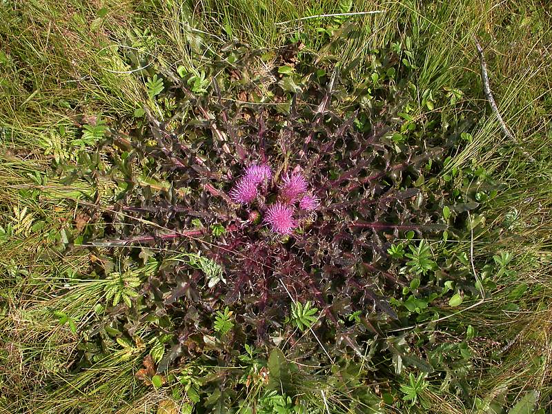 Image of Cirsium esculentum specimen.