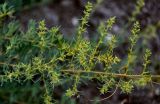 семейство Chenopodiaceae. Часть побега с соцветиями (?). Дагестан, Буйнакский р-н, дол. р. Сулак, побережье Чиркейского водохранилища, сухой склон. 28.07.2022.