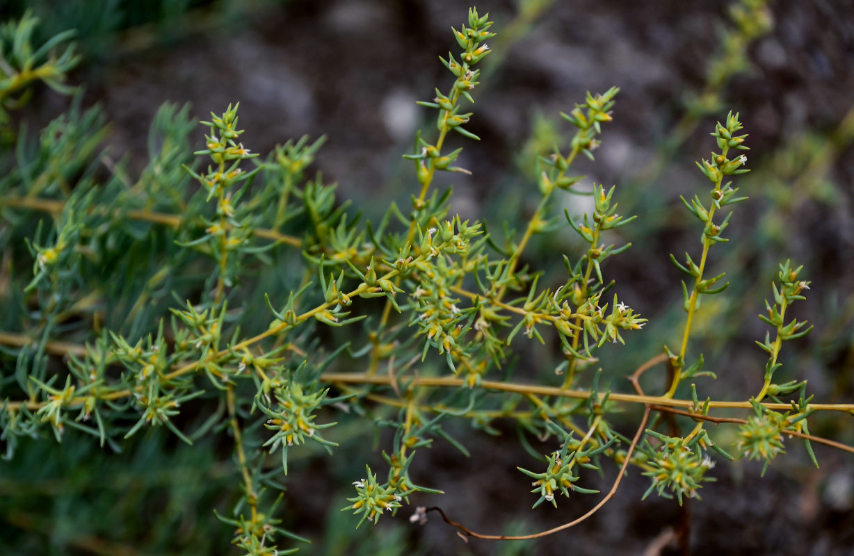 Изображение особи семейство Chenopodiaceae.