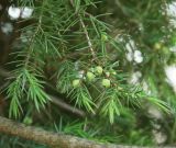 Juniperus deltoides. Веточка с незрелыми шишкоягодами. Краснодарский край, м/о Новороссийск, окр. с. Сукко, левый берег оз. Сукко. 14.06.2021.