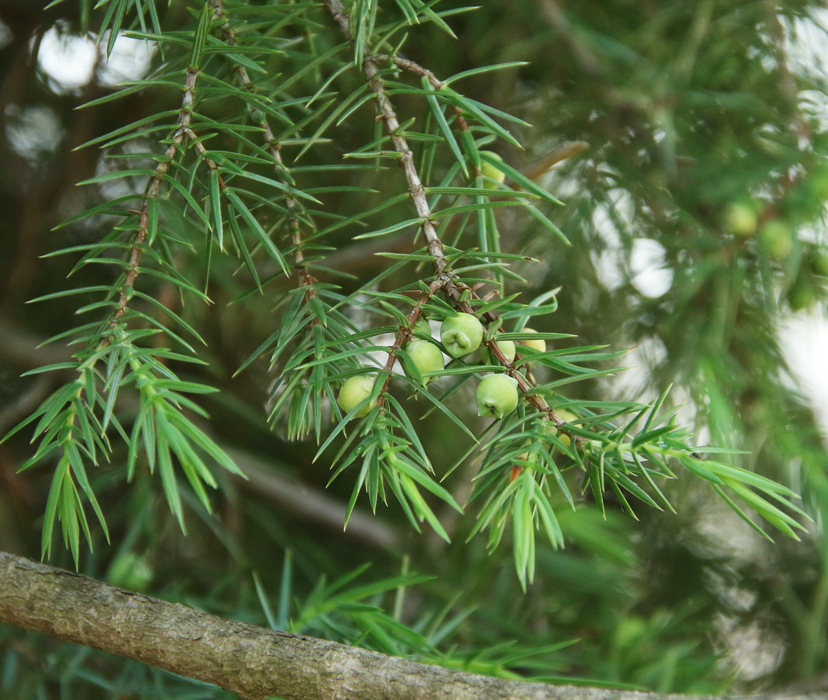 Image of Juniperus deltoides specimen.