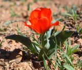 Tulipa greigii