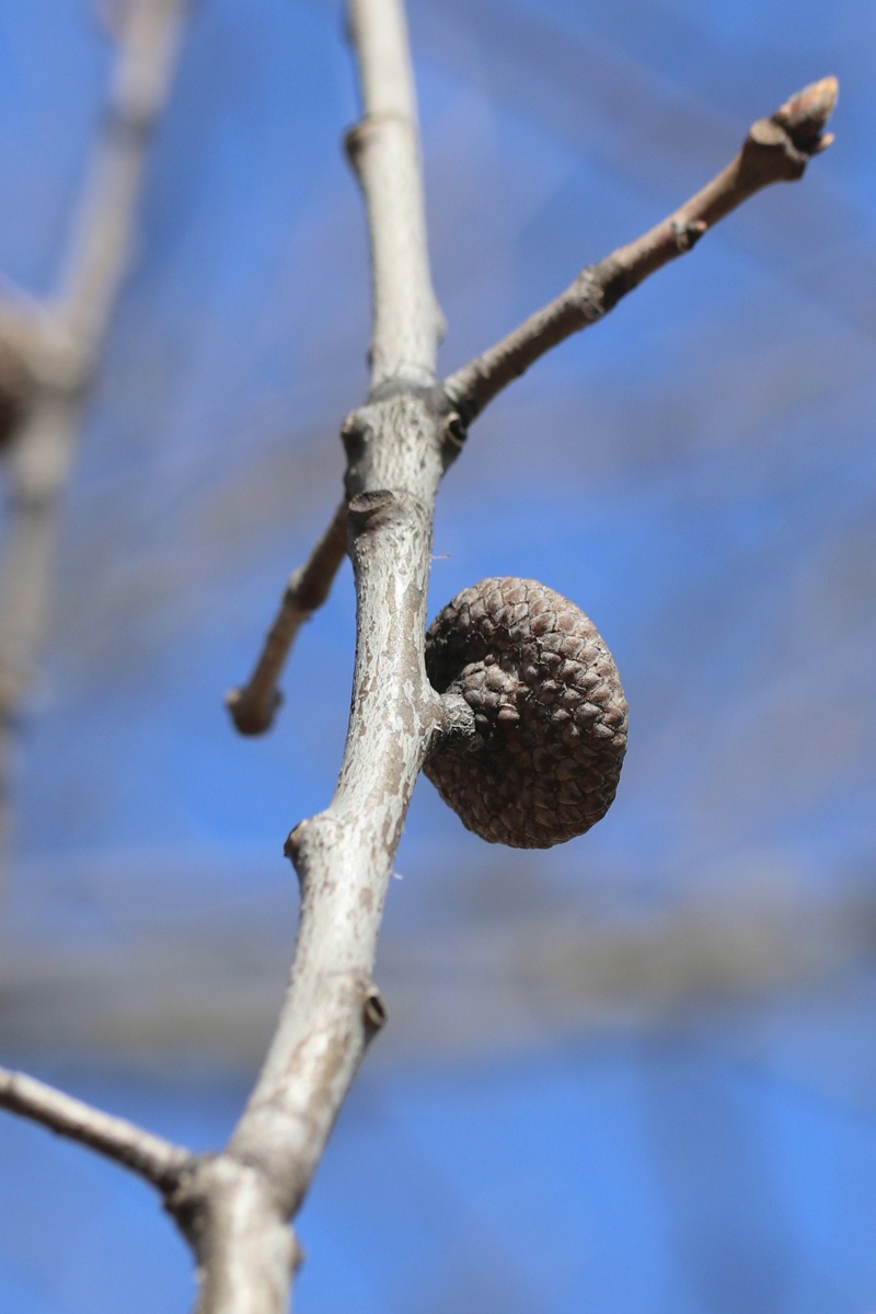Image of Quercus rubra specimen.