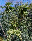View full-size image Fatsia japonica
