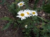 Смотреть изображение Tripleurospermum inodorum