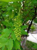 Смотреть изображение Acer pseudoplatanus