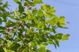 View full-size image Lonicera tatarica
