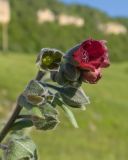 View full-size image Cynoglossum officinale