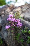 Смотреть изображение Thymus komarovii