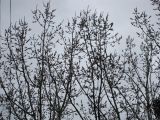 Populus nigra. Верхушка распускающегося дерева (мужской экземпляр) на уровне девятого этажа. Киев, Южная Борщаговка. 9 апреля 2011 г.