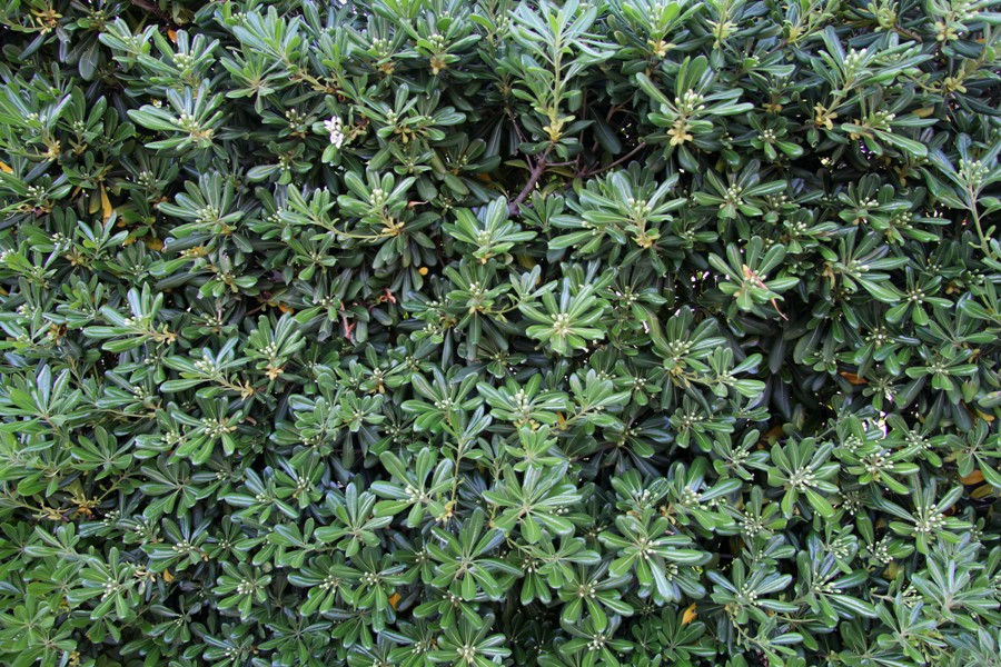 Image of Pittosporum tobira specimen.