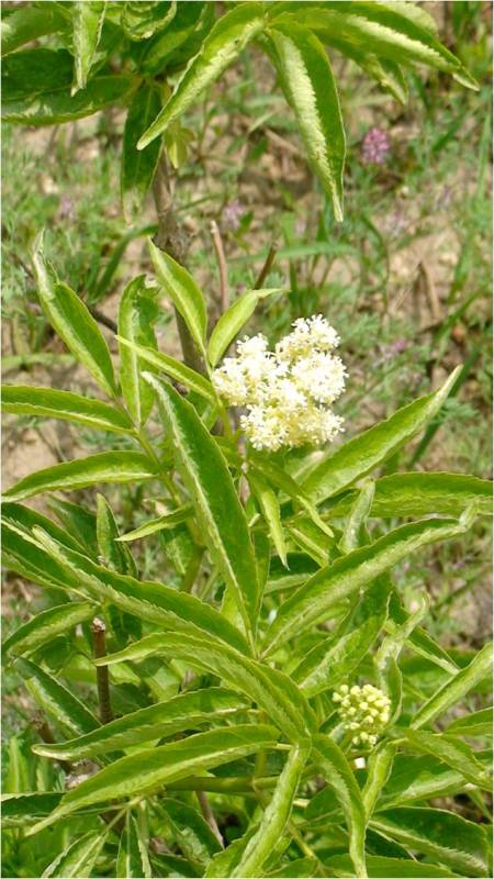 Image of Sambucus tigranii specimen.