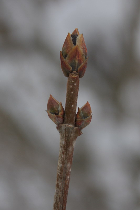 Изображение особи Syringa josikaea.