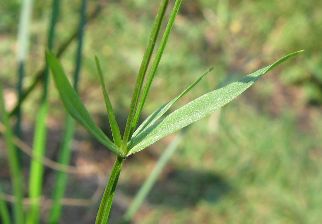 Image of Stellaria graminea specimen.