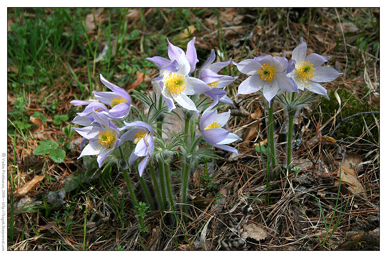 Изображение особи Pulsatilla patens.