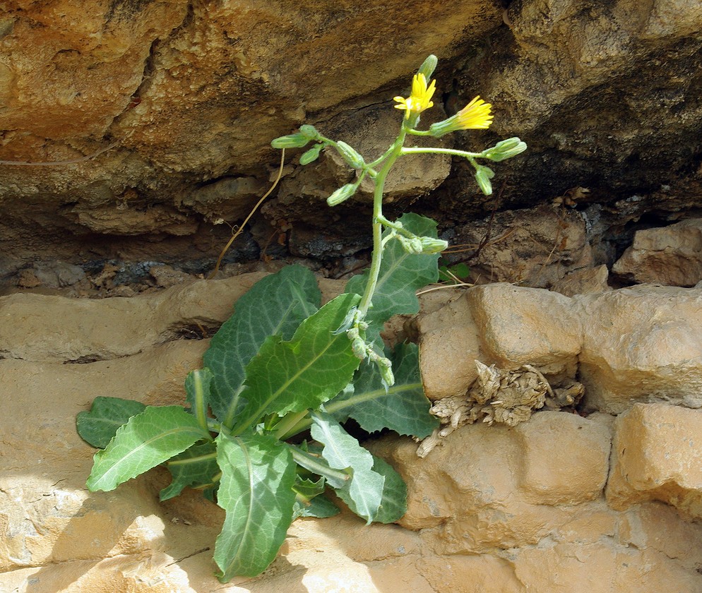 Image of Steptorhamphus crassicaulis specimen.